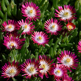 Plant Photo 10