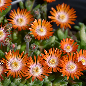 Plant Photo 1