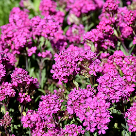 Plant Photo 6