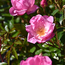 Plant Photo 8