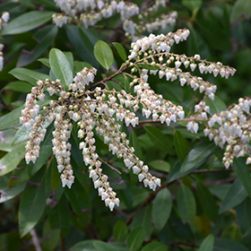 Plant Photo 7