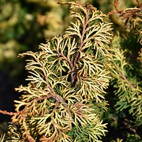 Plant Photo 4