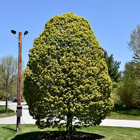 Plant Photo 4
