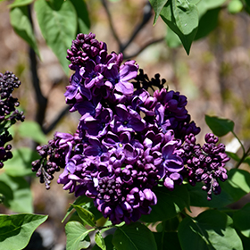 Plant Photo 10