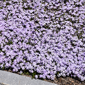 Plant Photo 2