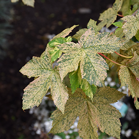 Plant Photo 7