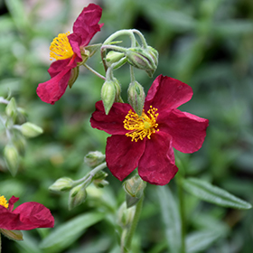Plant Photo 3