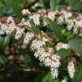 Plant Photo 5