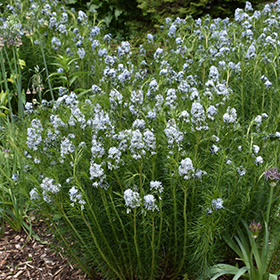 Plant Photo 9