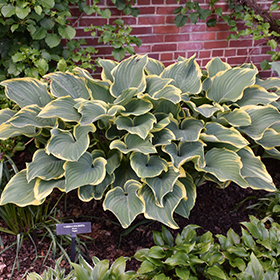 Shade-Tolerant Perennial Photo