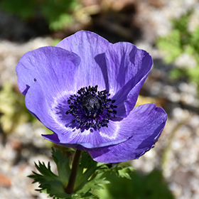 Plant Photo 3