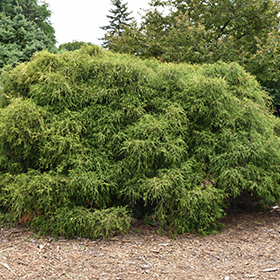 Plant Photo 7