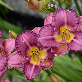 Plant Photo 9