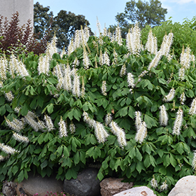 Plant Photo 2