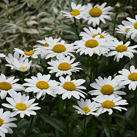 Plant Photo 8