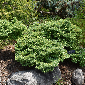 Plant Photo 7
