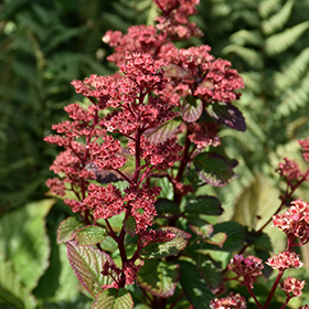 Plant Photo 3