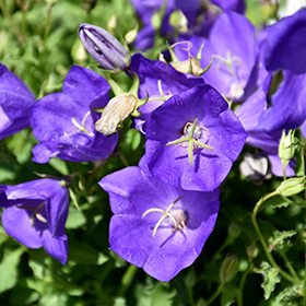 Plant Photo 1