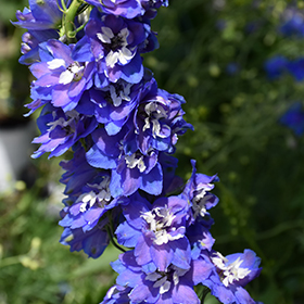 Plant Photo 9