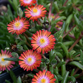 Plant Photo 9