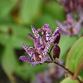 Plant Photo 6