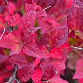 Plant Photo 10