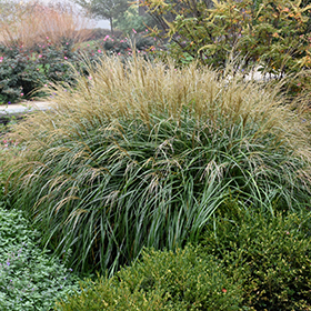 Ornamental Grass Photo