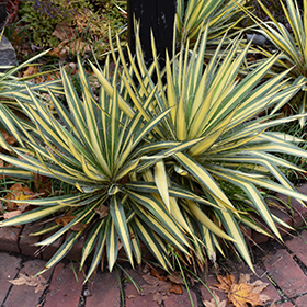 Plant Photo 5