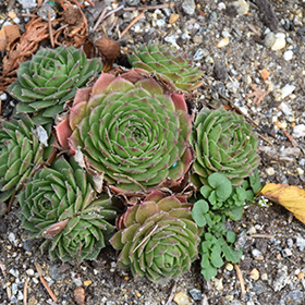 Plant Photo 7