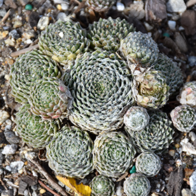 Plant Photo 5