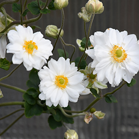Plant Photo 4