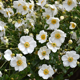 Plant Photo 1