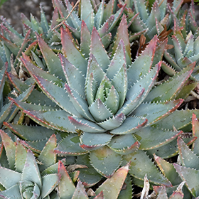 Succulent and Cactus Photo