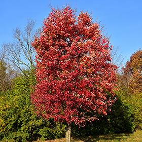 Plant Photo 9