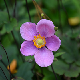 Plant Photo 2