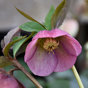 Plant Photo 9