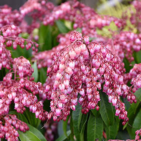 Plant Photo 3