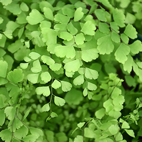 Plant Photo 3