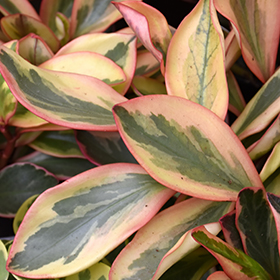 Plant Photo 8