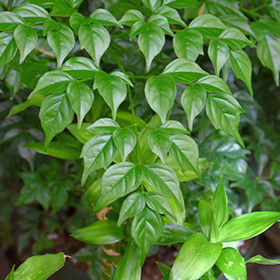 Plant Photo 6