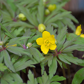 Plant Photo 8