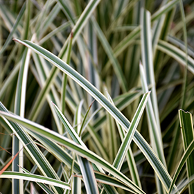 Plant Photo 10