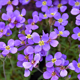 Plant Photo 9