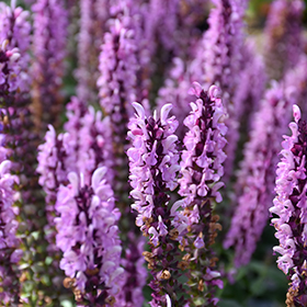 Plant Photo 8