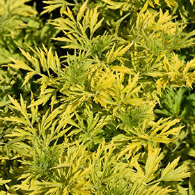 Plant Photo 3