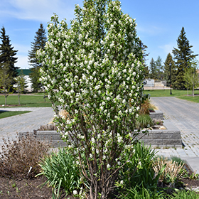 Plant Photo 4