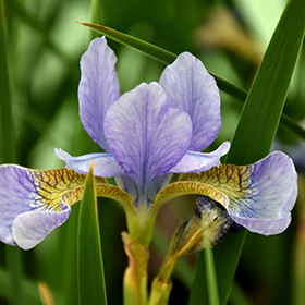 Plant Photo 1
