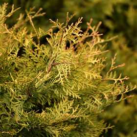 Plant Photo 6