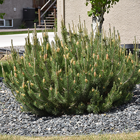 Evergreen Shrub Photo