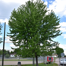 Plant Photo 1